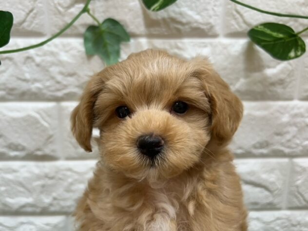 新潟県のハーフ犬・ミックス犬 (アミーゴ紫竹山店/2026年5月17日生まれ/男の子/アプリコット)の子犬の3枚目の画像