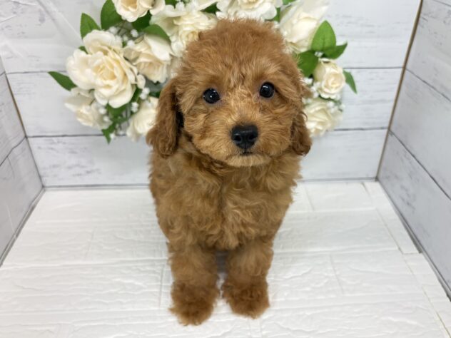 宮城県のトイプードル(トイ) (アミーゴ仙台富沢店/2026年5月3日生まれ/女の子/レッド)の子犬