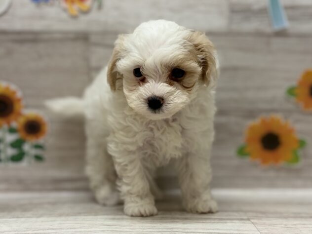 岩手県のハーフ犬・ミックス犬 (アミーゴ一関店/2026年5月19日生まれ/女の子/ホワイトレッド)の子犬