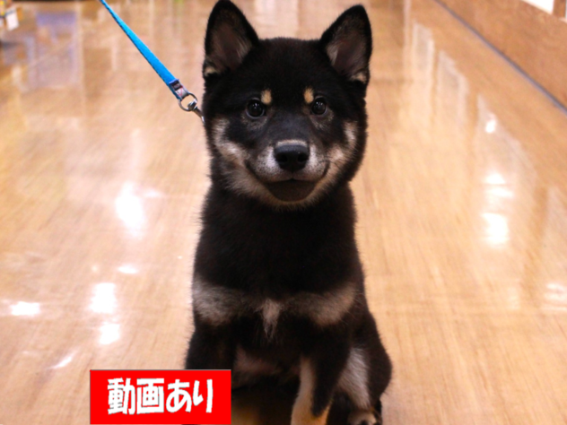 兵庫県の豆柴 (ペット・プラザ アミーゴ三田店/2026年2月28日生まれ/男の子/黒)の子犬の1枚目の画像