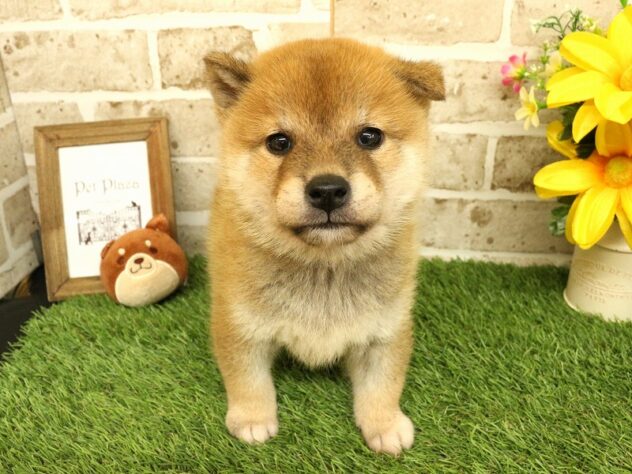 兵庫県の柴犬(標準サイズ) (ペット・プラザ アミーゴ神戸西店/2026年5月2日生まれ/男の子/赤)の子犬の1枚目の画像