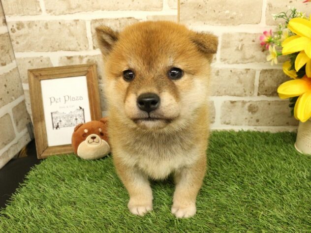兵庫県の柴犬(標準サイズ) (ペット・プラザ アミーゴ神戸西店/2026年5月2日生まれ/男の子/赤)の子犬の2枚目の画像