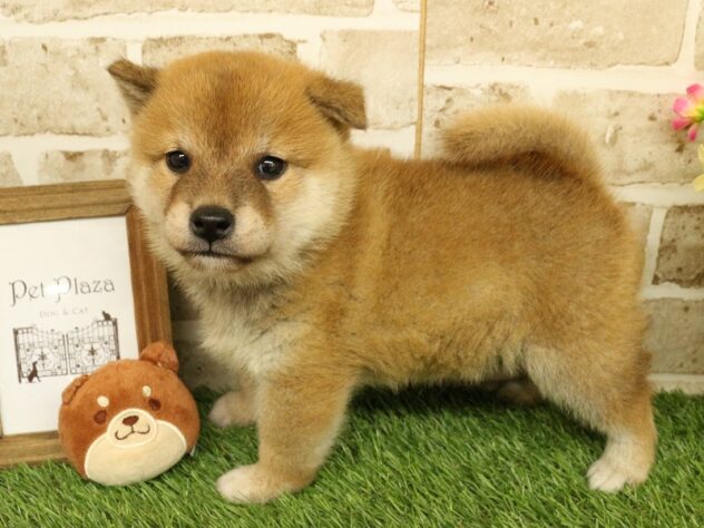 兵庫県の柴犬(標準サイズ) (ペット・プラザ アミーゴ神戸西店/2026年5月2日生まれ/男の子/赤)の子犬の3枚目の画像
