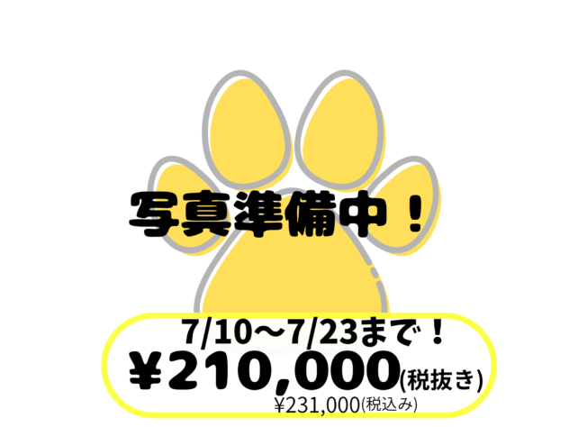 岡山県のシーズー (アミーゴ中庄店/2026年5月7日生まれ/女の子/ゴールドホワイト)の子犬