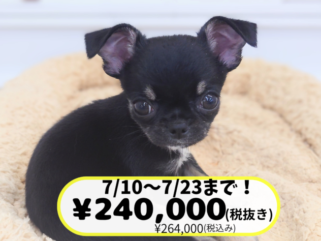 岡山県のチワワ(ロング) (アミーゴ中庄店/2026年5月9日生まれ/女の子/ブラッククリーム)の子犬の1枚目の画像