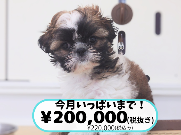 岡山県のシーズー (アミーゴ中庄店/2026年5月7日生まれ/女の子/ゴールドホワイト)の子犬の1枚目の画像