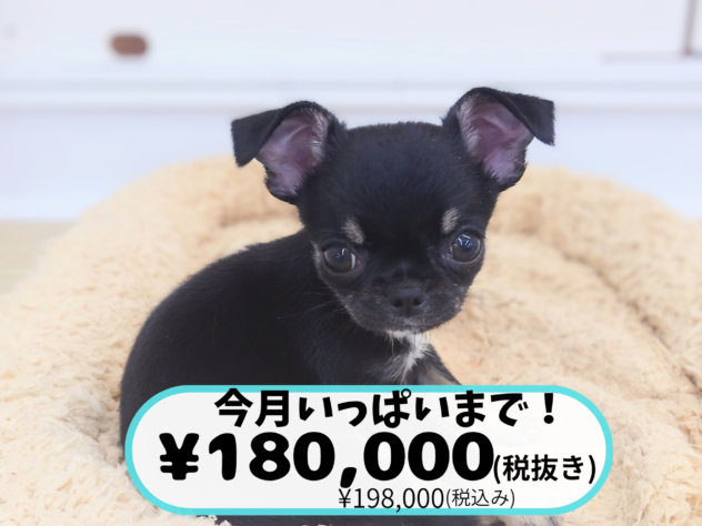 岡山県のチワワ(ロング) (アミーゴ中庄店/2026年5月9日生まれ/女の子/ブラッククリーム)の子犬の1枚目の画像