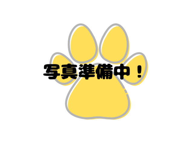 岡山県のミニチュアダックスフンド(ロング) (アミーゴ中庄店/2026年5月20日生まれ/男の子/ブラックタン)の子犬