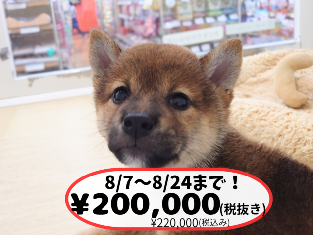 岡山県の豆柴 (アミーゴ中庄店/2026年5月31日生まれ/女の子/赤)の子犬の1枚目の画像