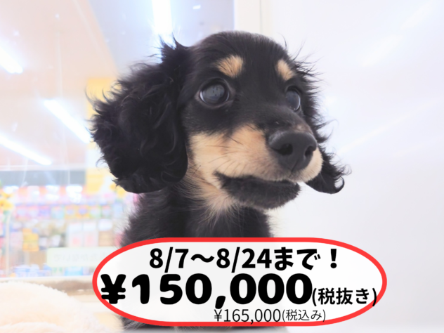 岡山県のミニチュアダックスフンド(ロング) (アミーゴ中庄店/2026年5月20日生まれ/男の子/ブラックタン)の子犬の1枚目の画像