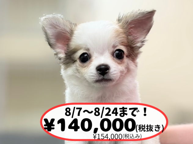 岡山県のチワワ(ロング) (アミーゴ中庄店/2026年4月13日生まれ/女の子/ホワイトレッド)の子犬の1枚目の画像