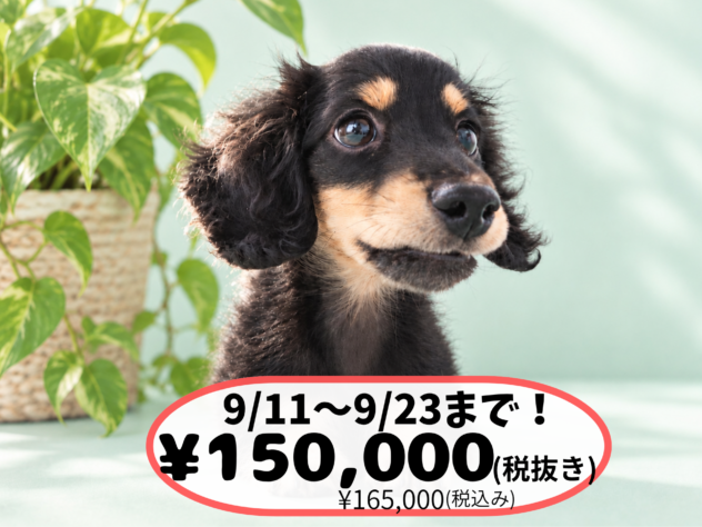岡山県のミニチュアダックスフンド(ロング) (アミーゴ中庄店/2026年5月20日生まれ/男の子/ブラックタン)の子犬の1枚目の画像