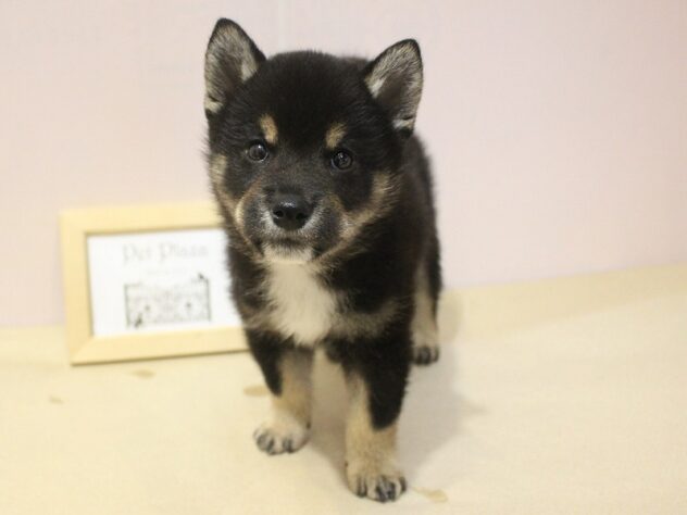 兵庫県の柴犬(標準サイズ) (ペット・プラザ アミーゴ明石魚住店/2026年5月17日生まれ/男の子/黒)の子犬の1枚目の画像