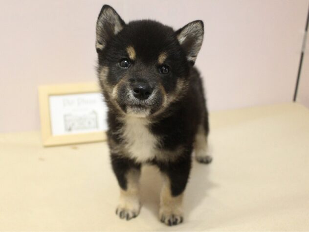 兵庫県の柴犬(標準サイズ) (ペット・プラザ アミーゴ明石魚住店/2026年5月17日生まれ/男の子/黒)の子犬の2枚目の画像