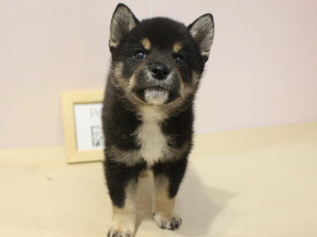 兵庫県の柴犬(標準サイズ) (ペット・プラザ アミーゴ明石魚住店/2026年5月17日生まれ/男の子/黒)の子犬の3枚目の画像