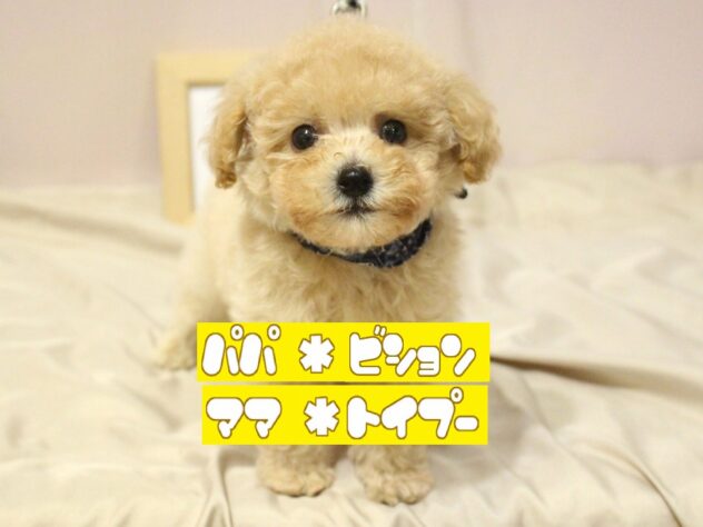 兵庫県のハーフ犬・ミックス犬 (ペット・プラザ アミーゴ明石魚住店/2026年5月25日生まれ/男の子/クリーム)の子犬の1枚目の画像