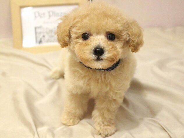 兵庫県のハーフ犬・ミックス犬 (ペット・プラザ アミーゴ明石魚住店/2026年5月25日生まれ/男の子/クリーム)の子犬の2枚目の画像