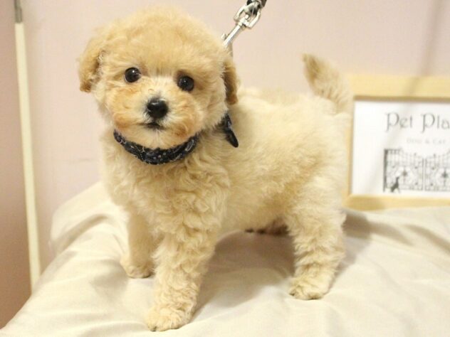 兵庫県のハーフ犬・ミックス犬 (ペット・プラザ アミーゴ明石魚住店/2026年5月25日生まれ/男の子/クリーム)の子犬の3枚目の画像