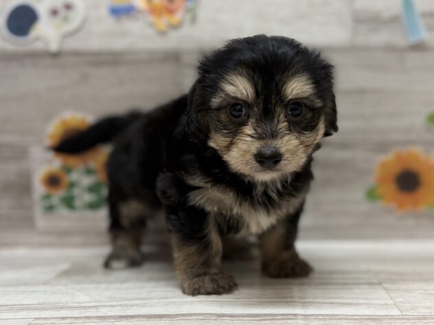 福島県のハーフ犬・ミックス犬 (アミーゴ郡山南店/2026年5月17日生まれ/男の子/ブラックタン)の子犬