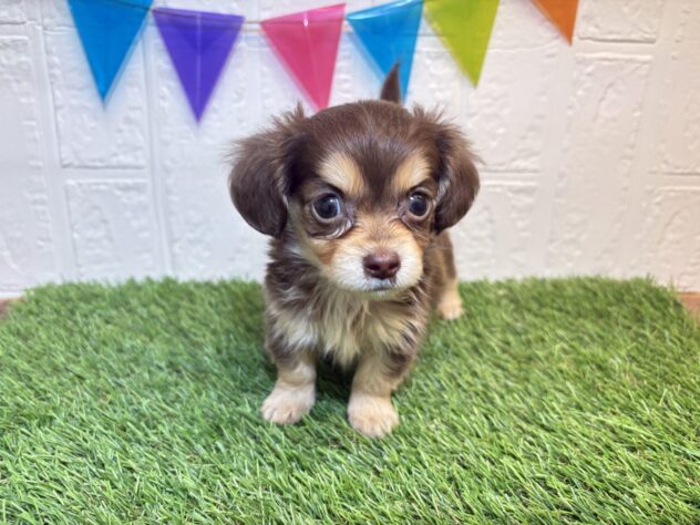 福島県のハーフ犬・ミックス犬 (アミーゴ郡山南店/2026年5月11日生まれ/男の子/チョコレートタン)の子犬