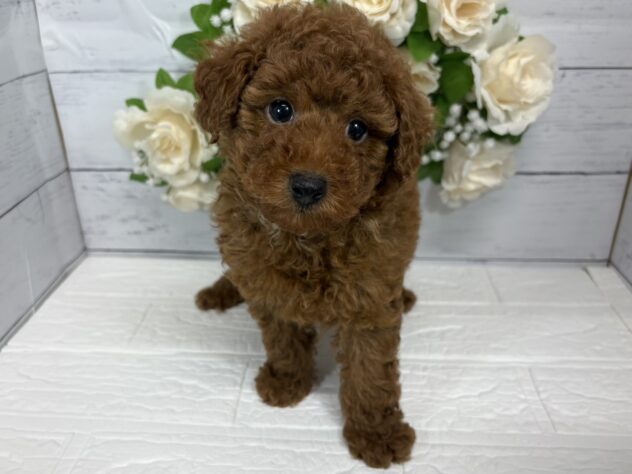 福島県のトイプードル(トイ) (アミーゴ郡山南店/2026年5月5日生まれ/男の子/レッド)の子犬