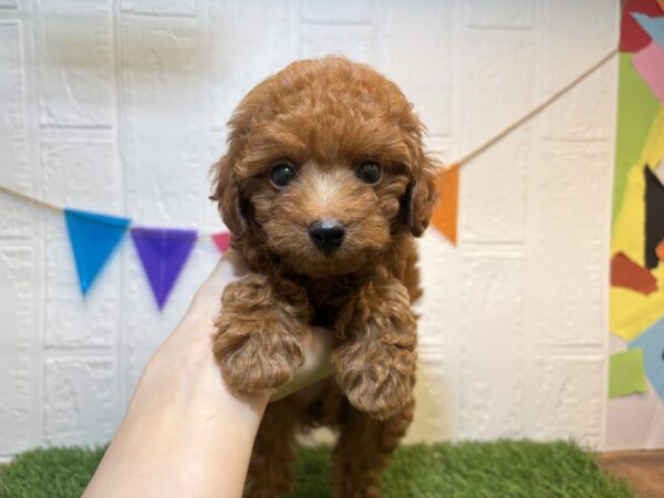 福島県のトイプードル(トイ) (アミーゴ郡山南店/2026年5月11日生まれ/男の子/レッド)の子犬