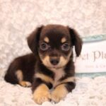 兵庫県のハーフ犬・ミックス犬 (ペット・プラザ アミーゴ神戸灘店/2026年5月13日生まれ/男の子/ブラックタン)の子犬の3枚目の画像