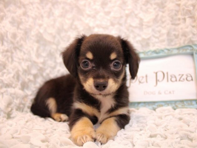 兵庫県のハーフ犬・ミックス犬 (ペット・プラザ アミーゴ尼崎昭和通店/2026年5月13日生まれ/男の子/ブラックタン)の子犬の3枚目の画像