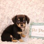 兵庫県のハーフ犬・ミックス犬 (ペット・プラザ アミーゴ神戸灘店/2026年5月13日生まれ/男の子/ブラックタン)の子犬の2枚目の画像
