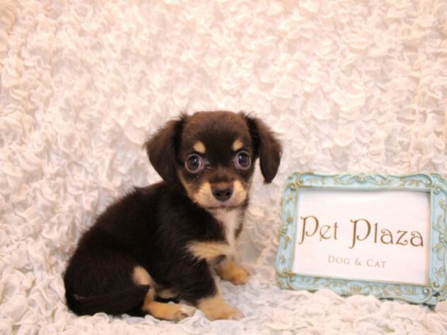 兵庫県のハーフ犬・ミックス犬 (ペット・プラザ アミーゴ尼崎昭和通店/2026年5月13日生まれ/男の子/ブラックタン)の子犬の2枚目の画像