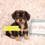 兵庫県のハーフ犬・ミックス犬 (ペット・プラザ アミーゴ神戸灘店/2026年5月13日生まれ/男の子/ブラックタン)の子犬の1枚目の画像