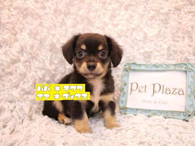 兵庫県のハーフ犬・ミックス犬 (ペット・プラザ アミーゴ尼崎昭和通店/2026年5月13日生まれ/男の子/ブラックタン)の子犬の1枚目の画像