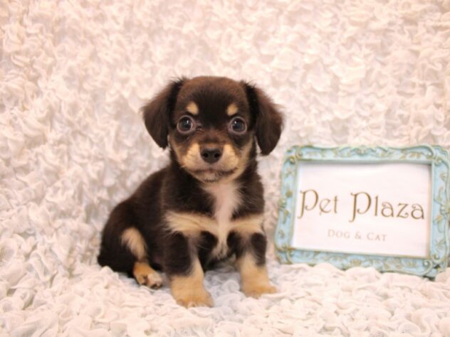 兵庫県のハーフ犬・ミックス犬 (ペット・プラザ アミーゴ尼崎昭和通店/2026年5月13日生まれ/男の子/ブラックタン)の子犬の1枚目の画像