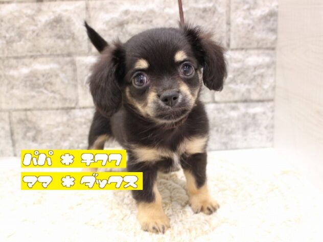 兵庫県のチワックス(チワワ×ダックス) (ペット・プラザ アミーゴつかしん店/2026年5月13日生まれ/女の子/ブラックタン)の子犬の1枚目の画像