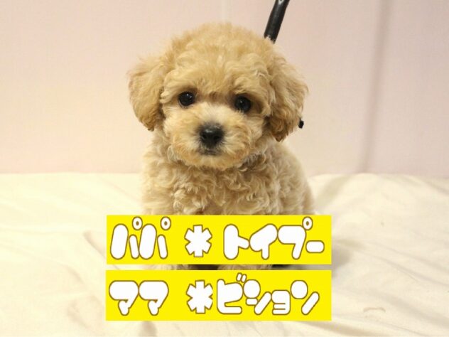 兵庫県のハーフ犬・ミックス犬 (ペット・プラザ アミーゴ明石魚住店/2026年5月11日生まれ/男の子/クリーム)の子犬の1枚目の画像