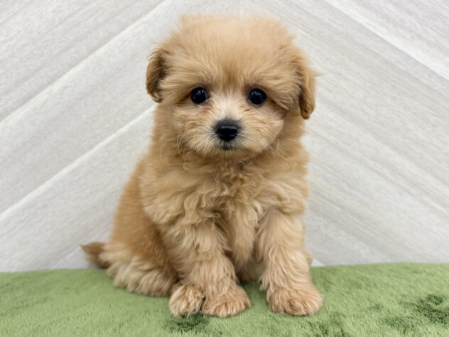 福島県のハーフ犬・ミックス犬 (アミーゴ郡山南店/2026年5月25日生まれ/女の子/アプリコット)の子犬