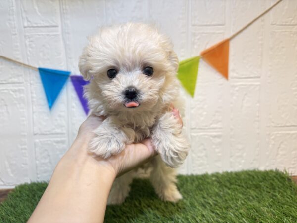 福島県のハーフ犬・ミックス犬 (アミーゴ郡山南店/2026年5月12日生まれ/女の子/クリーム)の子犬