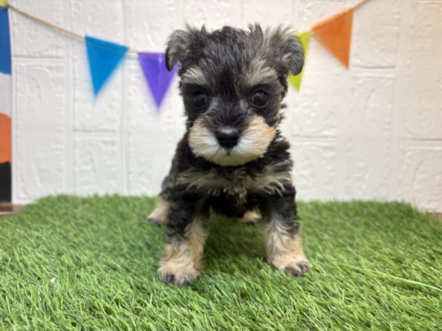 福島県のハーフ犬・ミックス犬 (アミーゴ郡山南店/2026年5月18日生まれ/女の子/スチールブルータン)の子犬