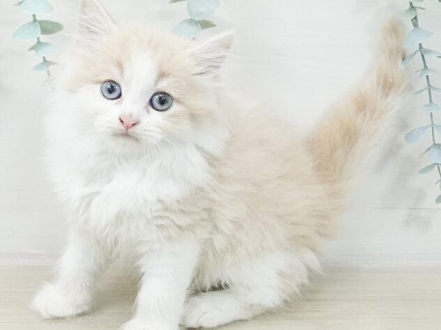 ラガマフィン | ペットワールド アミーゴ