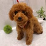 兵庫県のトイプードル(トイ) (ペット・プラザ アミーゴ神戸西店/2026年2月23日生まれ/男の子/レッド)の子犬の2枚目の画像