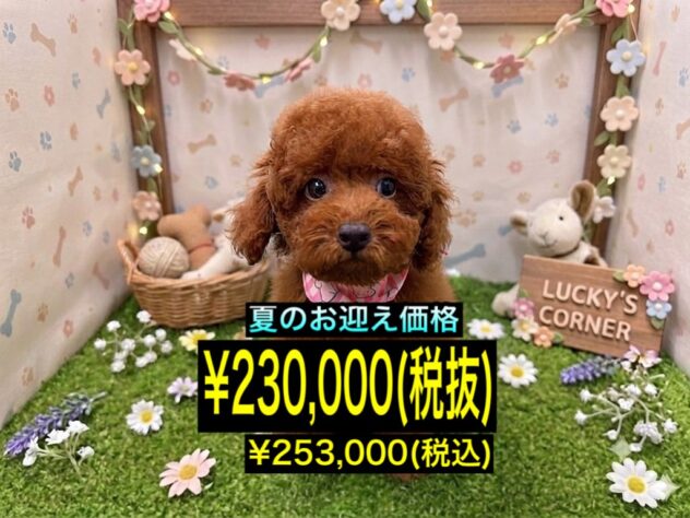 岡山県のトイプードル(トイ) (アミーゴ倉敷店/2026年4月12日生まれ/女の子/レッドフォーン)の子犬