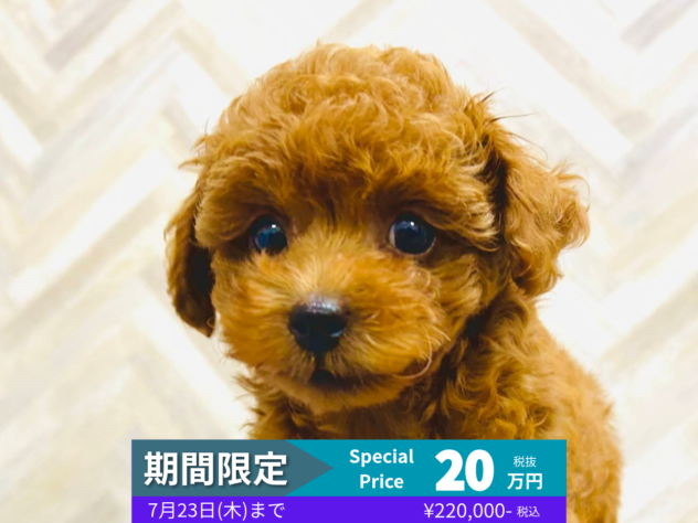 岡山県のトイプードル(トイ) (アミーゴ水島店/2026年5月6日生まれ/男の子/レッドフォーン)の子犬の1枚目の画像
