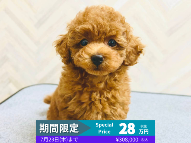 岡山県のトイプードル(トイ) (アミーゴ水島店/2026年5月6日生まれ/女の子/レッドフォーン)の子犬の1枚目の画像