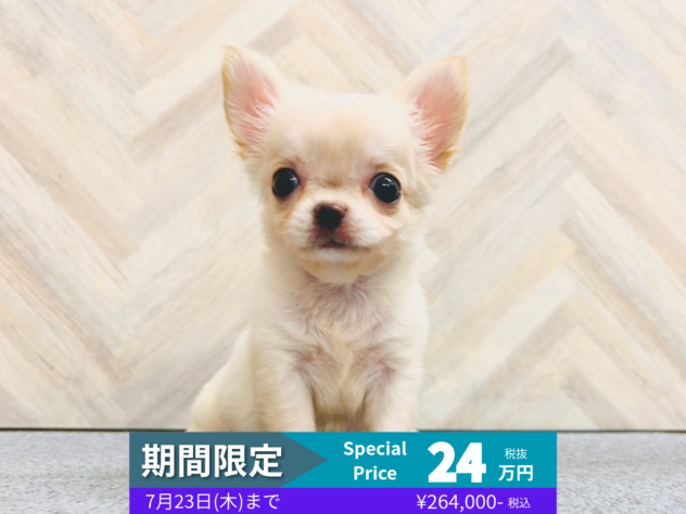 岡山県のチワワ(ロング) (アミーゴ水島店/2026年5月5日生まれ/女の子/クリーム)の子犬の1枚目の画像