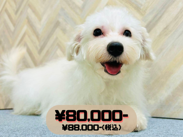岡山県のハーフ犬・ミックス犬 (アミーゴ水島店/2025年12月3日生まれ/女の子/ホワイト)の子犬の1枚目の画像