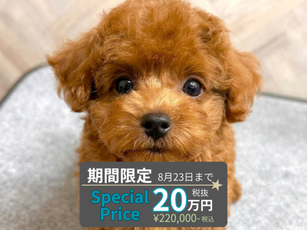 岡山県のトイプードル(トイ) (アミーゴ水島店/2026年5月6日生まれ/男の子/レッドフォーン)の子犬の1枚目の画像