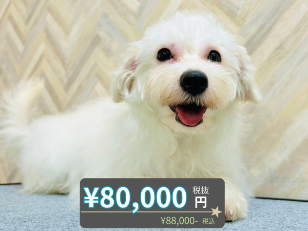 岡山県のハーフ犬・ミックス犬 (アミーゴ水島店/2025年12月3日生まれ/女の子/ホワイト)の子犬の1枚目の画像