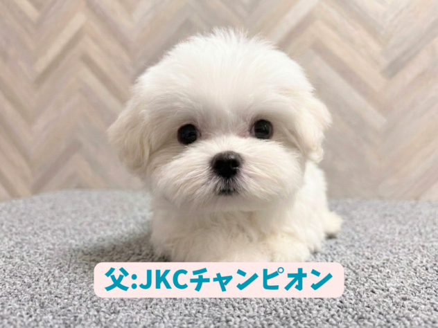 岡山県のマルチーズ (アミーゴ水島店/2026年5月18日生まれ/女の子/ホワイト)の子犬の4枚目の画像
