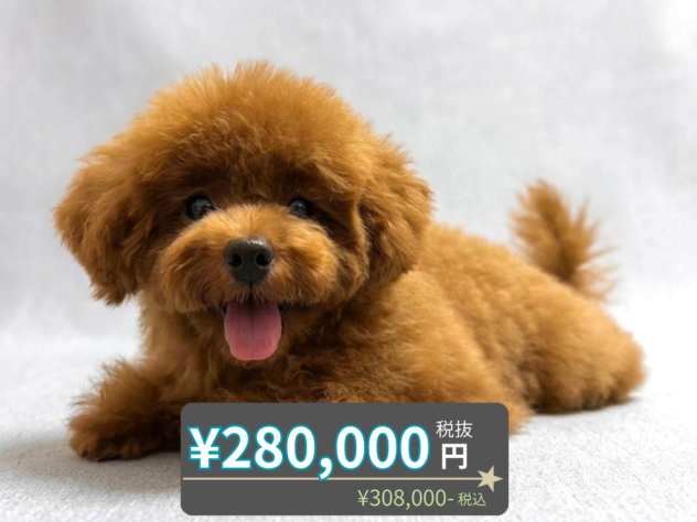 岡山県のトイプードル(トイ) (アミーゴ水島店/2026年5月6日生まれ/女の子/レッドフォーン)の子犬の1枚目の画像