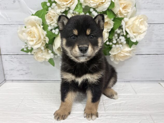 福島県の柴犬(標準サイズ) (アミーゴ郡山南店/2026年4月6日生まれ/女の子/黒)の子犬